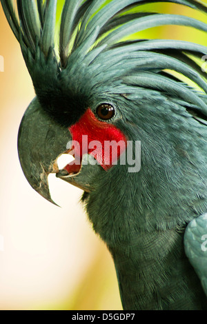 Palm-Kakadu Papagei (Probosciger Aterrimus) in Natur, Bali, Indonesien Stockfoto