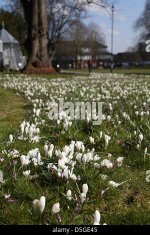 Basingstoke, Großbritannien. 2. April 2013 - Krokusse blühen in Basingstoke War Memorial Park, Hampshire. Die Ankunft der saisonalen Frühlingswetter möglicherweise endlich am Horizont im Vereinigten Königreich. Bildnachweis: Rob Arnold/Alamy Live-Nachrichten Stockfoto