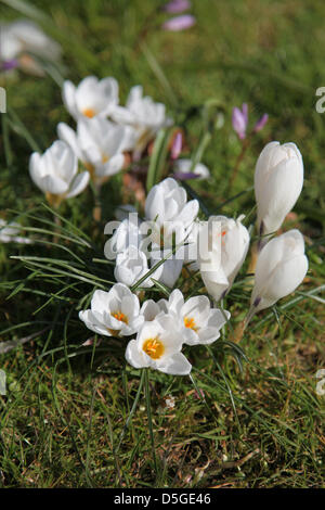 Basingstoke, Großbritannien. 2. April 2013 - Krokusse blühen in Basingstoke War Memorial Park, Hampshire. Die Ankunft der saisonalen Frühlingswetter möglicherweise endlich am Horizont im Vereinigten Königreich. Bildnachweis: Rob Arnold/Alamy Live-Nachrichten Stockfoto