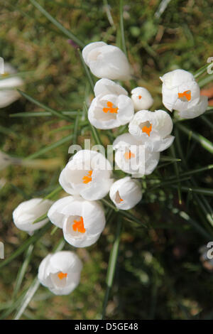 Basingstoke, Großbritannien. 2. April 2013 - Krokusse blühen in Basingstoke War Memorial Park, Hampshire. Die Ankunft der saisonalen Frühlingswetter möglicherweise endlich am Horizont im Vereinigten Königreich. Bildnachweis: Rob Arnold/Alamy Live-Nachrichten Stockfoto