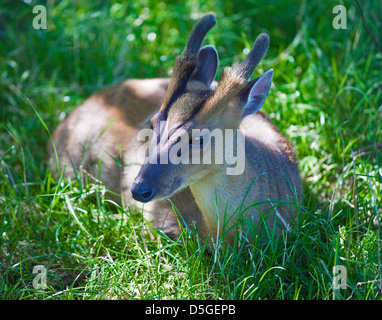 Reeves Muntjak Hirsch (Muntiacus Reevesi), UK Stockfoto