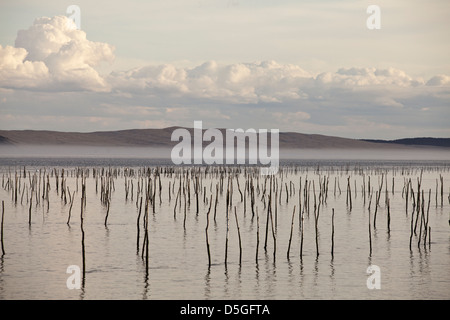 Beiträge markieren Austernbänke im Wasser in der Bucht von Arcachon an Lège-Cap-Ferret, Frankreich Stockfoto