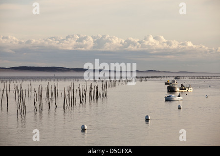 Beiträge markieren Austernbänke im Wasser in der Bucht von Arcachon an Lège-Cap-Ferret, Frankreich Stockfoto