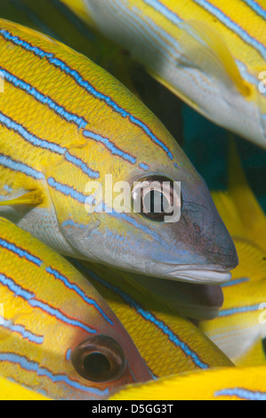 Blau-stripped (Lutjanus Kasmira) Snapper Schule auf Chaaya Reef auf den Malediven Stockfoto