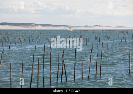 Eine Yacht segelt historische Beiträge markieren Austernbänke im Wasser in d ' Arcachon, die Düne von Pyla im Hintergrund Lège-Cap-Ferret Stockfoto