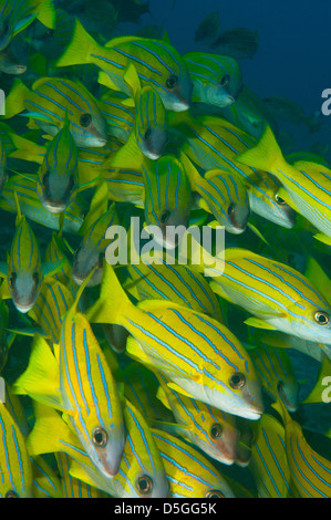 Blau-abgestreift Schnapper (Lutjanus Kasmira) Schule auf Chaaya Reef auf den Malediven Stockfoto