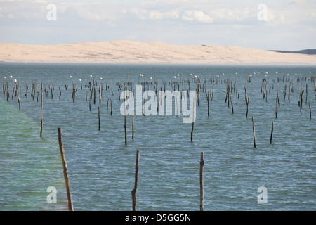 Beiträge markieren Austernbänke im Wasser in der Bucht von Arcachon an Lège-Cap-Ferret, Frankreich Stockfoto