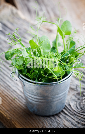 Frische Erbsen-Sprossen in kleine Eimer, selektiven Fokus Stockfoto