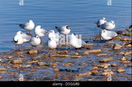 Weiße Möwen am Meer Stockfoto