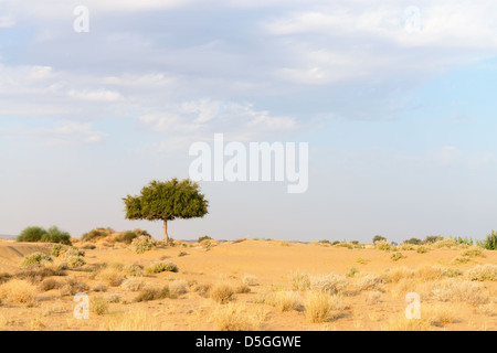 Ein Rhejri (Prosopis Aschenpflanze) Baum in der Thar-Wüste (großen indischen Wüste) unter bewölktem Himmel Stockfoto