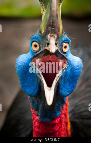 Bilder von australischen Kasuar schauen in die Kamera wütendes Gesicht. Stockfoto