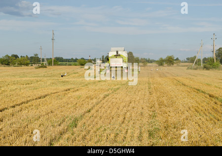 Kombinieren Sie Maschine Ausrüstung Pass Weizenernte im Agrarbereich und Storch Blick auf august nach Nahrung. Stockfoto