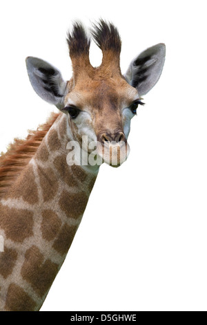 Porträt einer jungen Giraffe Stockfoto