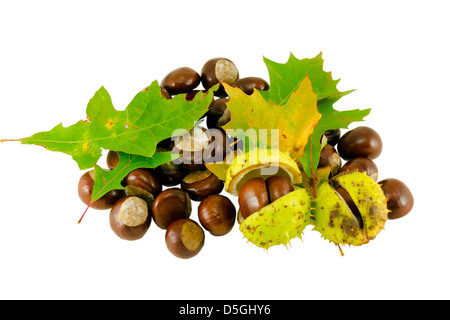 im Herbst Kastanien Komposition mit dekorativen grünen Eiche lässt Isolatedon weißen Hintergrund Stockfoto