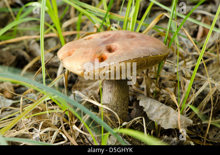 rote Mütze Scaber Stiel Leccinum Aurantiacum Pilz wachsen zwischen Blättern und Rasen im Wald. Stockfoto