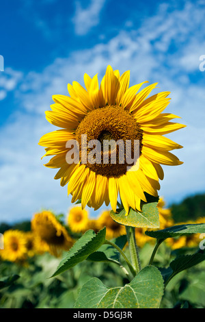 Nahaufnahme einer leuchtend gelben Sonnenblume in Blüte vor blauem Himmel Stockfoto