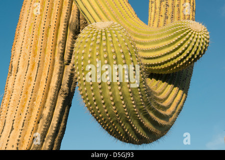 Saguaro Kaktus (Carnegiea Gigantea) Saguaro National Park, in der Nähe von Tucson, Arizona, USA Stockfoto