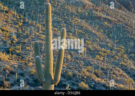 Saguaro Kaktus (Carnegiea Gigantea) Tucson Mountain Park, in der Nähe von Tucson, Arizona, USA Stockfoto