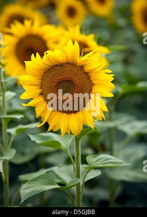 Nahaufnahme einer leuchtend gelben Sonnenblume in voller Blüte Stockfoto