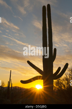 Saguaro Kaktus (Carnegiea Gigantea) Saguaro National Park, in der Nähe von Tucson, Arizona, USA Stockfoto