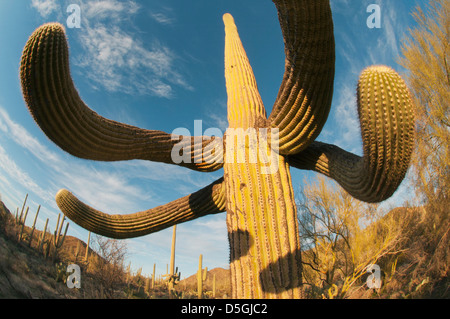 Saguaro Kaktus (Carnegiea Gigantea) Saguaro National Park, in der Nähe von Tucson, Arizona, USA Stockfoto
