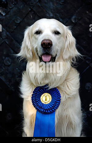 Golden Retriever Hund mit Medaille für "Best in Show" Stockfoto