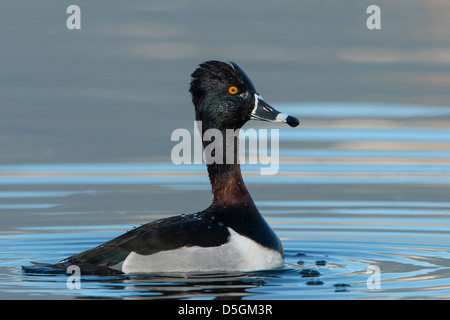 Ein Porträt von einem männlichen Ring – Necked Duck (Aythya Collaris), Bitterroot Valley, Montana Stockfoto