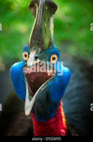 Bilder von australischen Kasuar schauen in die Kamera wütendes Gesicht. Stockfoto