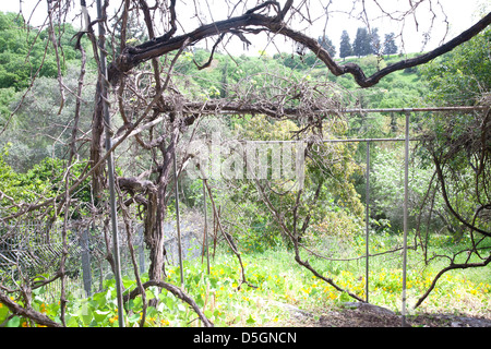 Garten in Kiryat Ata, Israel, Nahost Stockfoto