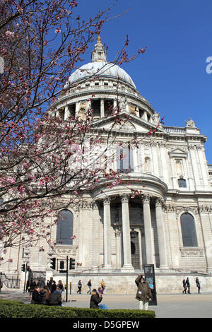 London, UK.  2. April 2013. Rosa Kirschblüten sah umwerfend gegen den blauen Himmel vor Saint-Paul Kathedrale im Herzen von London. Bildnachweis: Julia Gavin / Alamy Live News Stockfoto