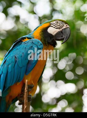 Großen Ara Vogel Papagei (Ara Ararauna) sitzend auf Baumstamm mit grünen Blättern auf Hintergrund Stockfoto