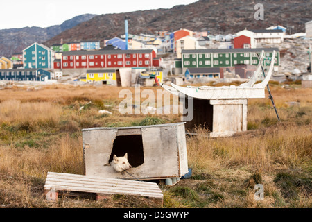 Grönland husky im Zwinger, Ilulissat (Jakobshavn), Grönland Stockfoto