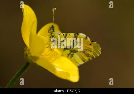 Orangefarbene Spitze der Provence (Anthocharis euphenoides). Andalusien, Spanien Stockfoto