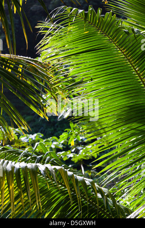 Roseau, Dominica Roseau Valley, tropischer Vegetation, Regenwald Stockfoto