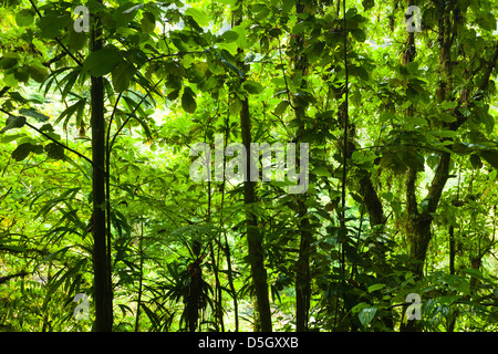 Roseau, Dominica Roseau Valley, tropischer Vegetation, Regenwald Stockfoto