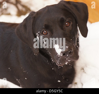 Schwarze Labrador Welpen spielen im Schnee Stockfoto