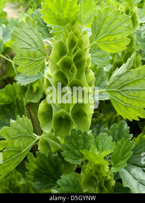 Bell von Irland shell Blume, lippenblütler Molucella Laevis, Cottage Garten in der Nähe von Grantham, Lincolnshire, England, Großbritannien Stockfoto