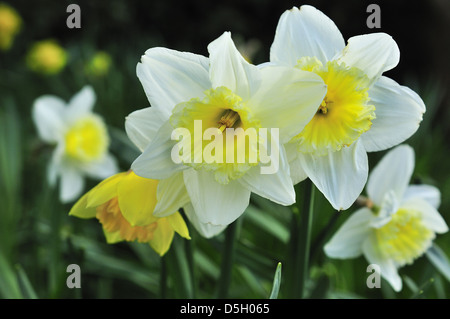 Poeticus Narzissen blühen im Frühjahr im Grasland bei Snow Hill, West Wittering, West Sussex, England, Großbritannien Stockfoto