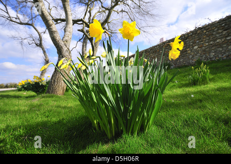 Trompete Narzissen wachsen auf Grasland am Snow Hill, West Wittering. West Sussex, England, Großbritannien Stockfoto