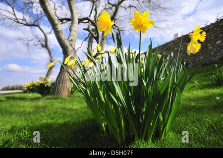 Trompete Narzissen wachsen auf Grasland am Snow Hill, West Wittering. West Sussex, England, Großbritannien Stockfoto