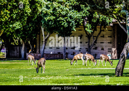 Rehe grasen auf El Carmelo Friedhof in Pacific Grove, Kalifornien Stockfoto