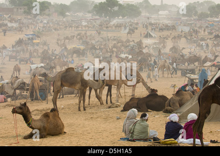 Rajasthani Männer sitzen in einem Lager in der Wüste, umgeben von Kamelen, Pushkar Mela, Pushkar, Rajasthan, Indien Stockfoto