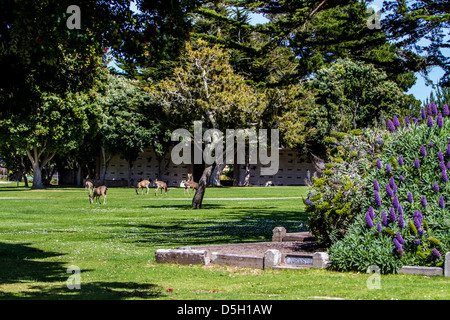 Rehe grasen auf El Carmelo Friedhof in Pacific Grove, Kalifornien Stockfoto