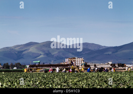 Landarbeiter, die Kommissionierung Brokkoli in Salinas Valley in Kalifornien Stockfoto