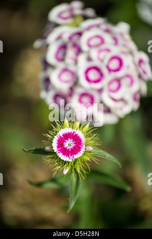 Schönen Frühlingsblumen in voller Blüte. Stockfoto