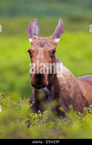 Wilden Elch (Alces Alces) in der Nähe von Moose Creek, Denali National Park, Alaska, USA Stockfoto