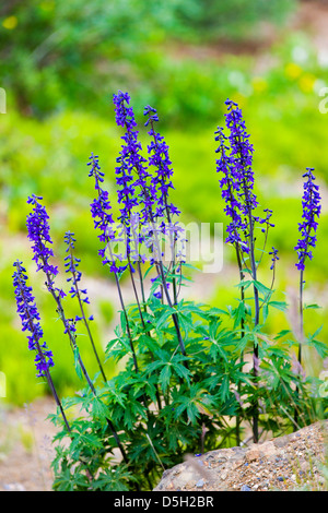 Zwerg-Rittersporn (Delphinium Brachycentrum, Hahnenfuß, Butterblume) Wildblumen, Denali National Park, Alaska, USA Stockfoto