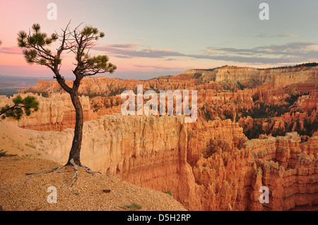 Baum am roten Felsen im Bryce-Canyon-Nationalpark Utah USA Stockfoto