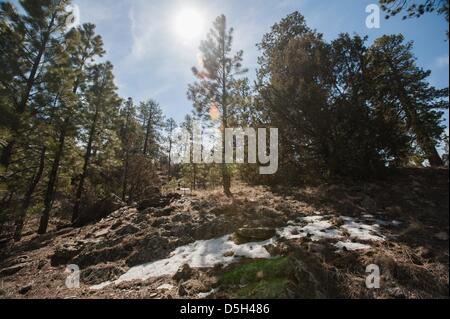 28. März 2013 - Navajo, New Mexico, USA - eine kleine Menge Frühlingsschnee klammert sich an Schatten in einem alpinen Wald in der Nähe von Navajo, nm östlich der Grenze zu Arizona-New Mexiko. Beamte der Navajo-Department of Agriculture sagen, dass weniger Winter und Frühlingsschnee trägt zur Wasserknappheit und Dürre auf die Reservierung und ganzen Nordarizona. (Kredit-Bild: © wird Seberger/ZUMAPRESS.com) Stockfoto