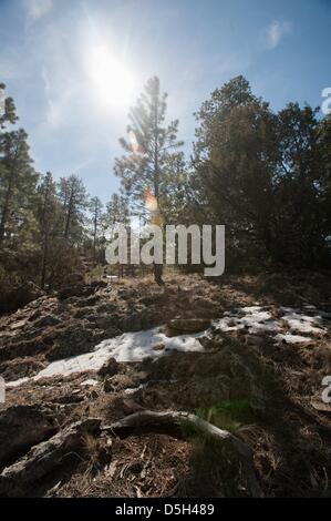 28. März 2013 - Navajo, New Mexico, USA - eine kleine Menge Frühlingsschnee klammert sich an Schatten in einem alpinen Wald in der Nähe von Navajo, nm östlich der Grenze zu Arizona-New Mexiko. Beamte der Navajo-Department of Agriculture sagen, dass weniger Winter und Frühlingsschnee trägt zur Wasserknappheit und Dürre auf die Reservierung und ganzen Nordarizona. (Kredit-Bild: © wird Seberger/ZUMAPRESS.com) Stockfoto